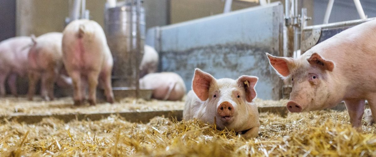 edeka_tierschutzbeauftragte_190821_3MB4731_Headerbild